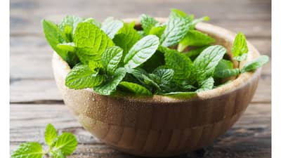 पुदिन्याच्या पानांचे उन्हाळ्यात असंख्य फायदे, जाणून घ्या कोणत्या समस्यांवर आहे प्रभावी उपाय!