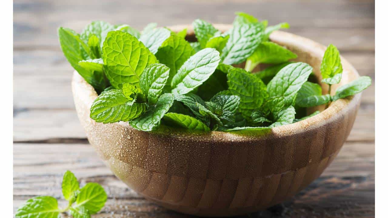 पुदिन्याच्या पानांचे उन्हाळ्यात असंख्य फायदे, जाणून घ्या कोणत्या समस्यांवर आहे प्रभावी उपाय!