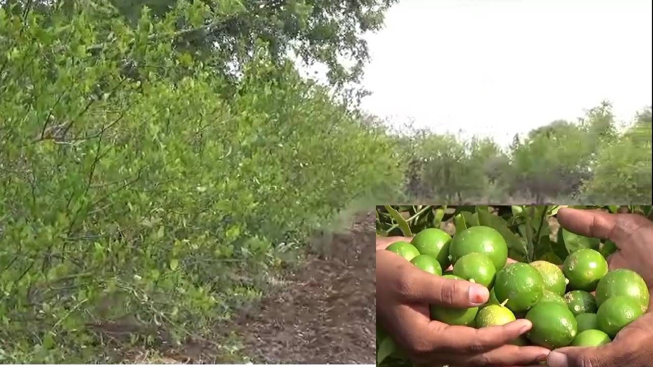 बांधावर केलेली लागवड ठरली दुहेरी फायद्याची, उत्पन्न आणि संरक्षण पाहण्यासाठी लोकांची वर्दळ