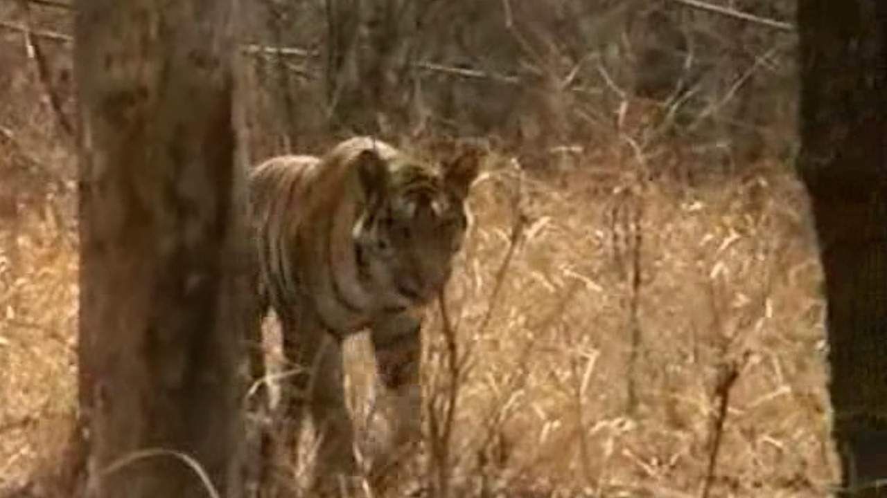 जंगलाशेजारील गावातले बेरोजगार शहरात, प्राणी पाहण्यासाठी शहरातले पर्यटक जंगलात, उपाययोजना काय?