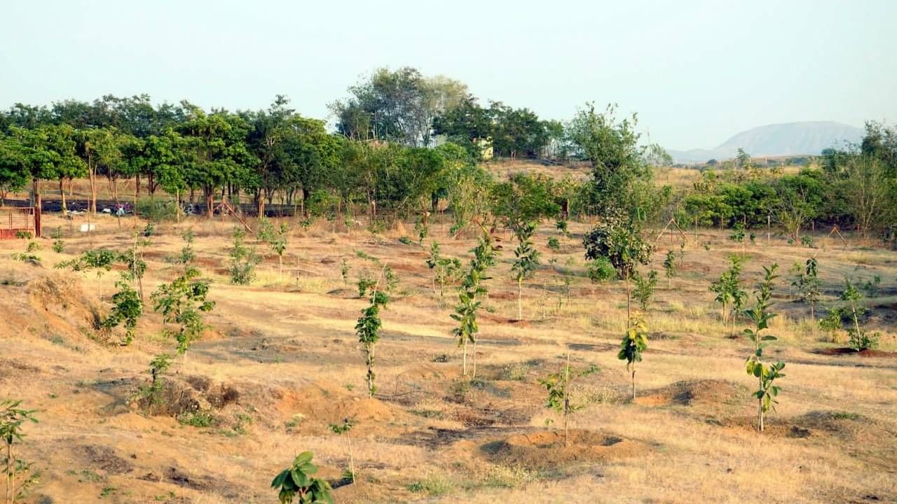 माळरानावर अडीचशे फळझाडांचे संवर्धन, ओलांडेश्र्वर वृक्ष संवर्धन समितीचा उपक्रम