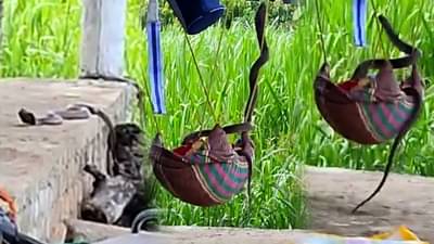 अरे बापरे, बाळाच्या झोक्यात नाग शिरला, सापाच्या मागे मुंगूस, थरार व्हिडीओत पाहा