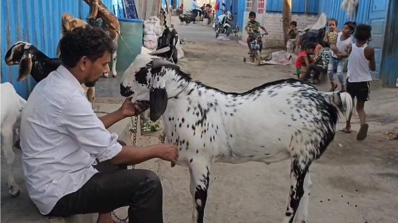 बोकडाचा मृत्यू आणि शकील यांचे ते स्वप्न अपुरेच राहिले, ईदपूर्वीच मालकाला बसला धक्का