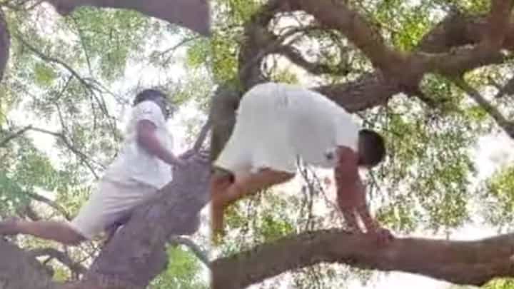पठ्ठ्याचा नादच खुळा, कडुलिंबाच्या झाडावर घातले सूर्यनमस्कार, फोटो एकदा पाहाच पठ्ठ्याचा नादच खुळा, कडुलिंबाच्या झाडावर घातले सूर्यनमस्कार, फोटो एकदा पाहाच