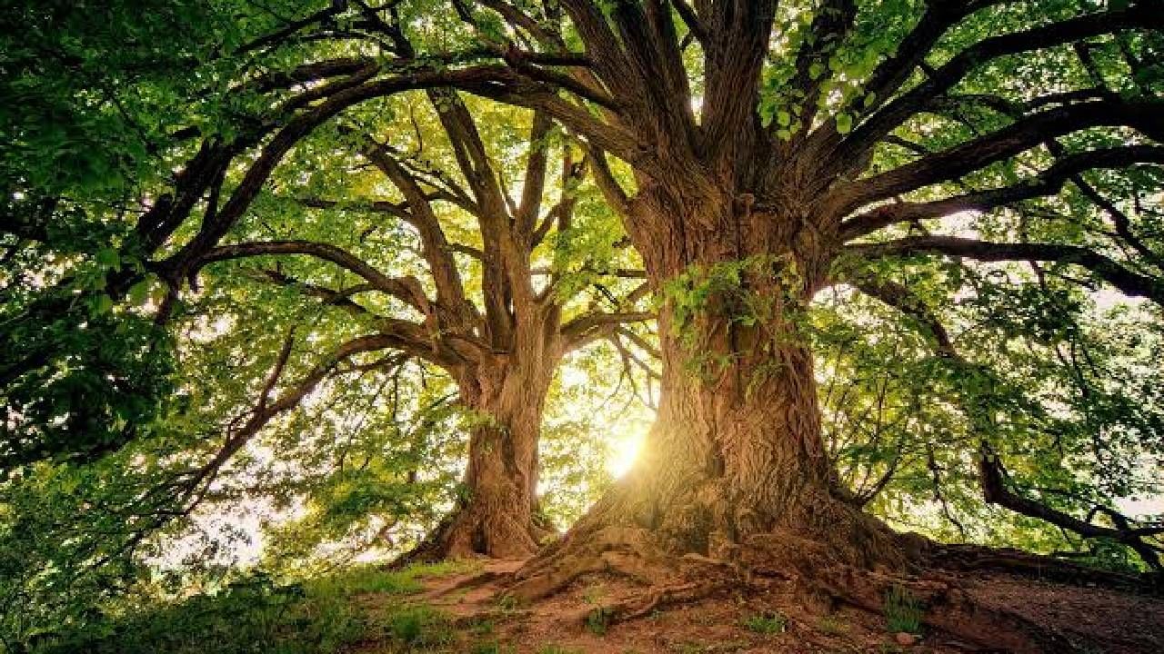 Pension to Tree : झाडांना मिळणार पेन्शन! 75 वर्षांवरील वृक्षांसाठी या राज्य सरकारची खास योजना