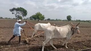 Maharashtra Rain Update : महाराष्ट्रात पाऊस सुरु झाल्यामुळे शेतकरी आनंदात, पेरणीच्या कामाला वेग येणार