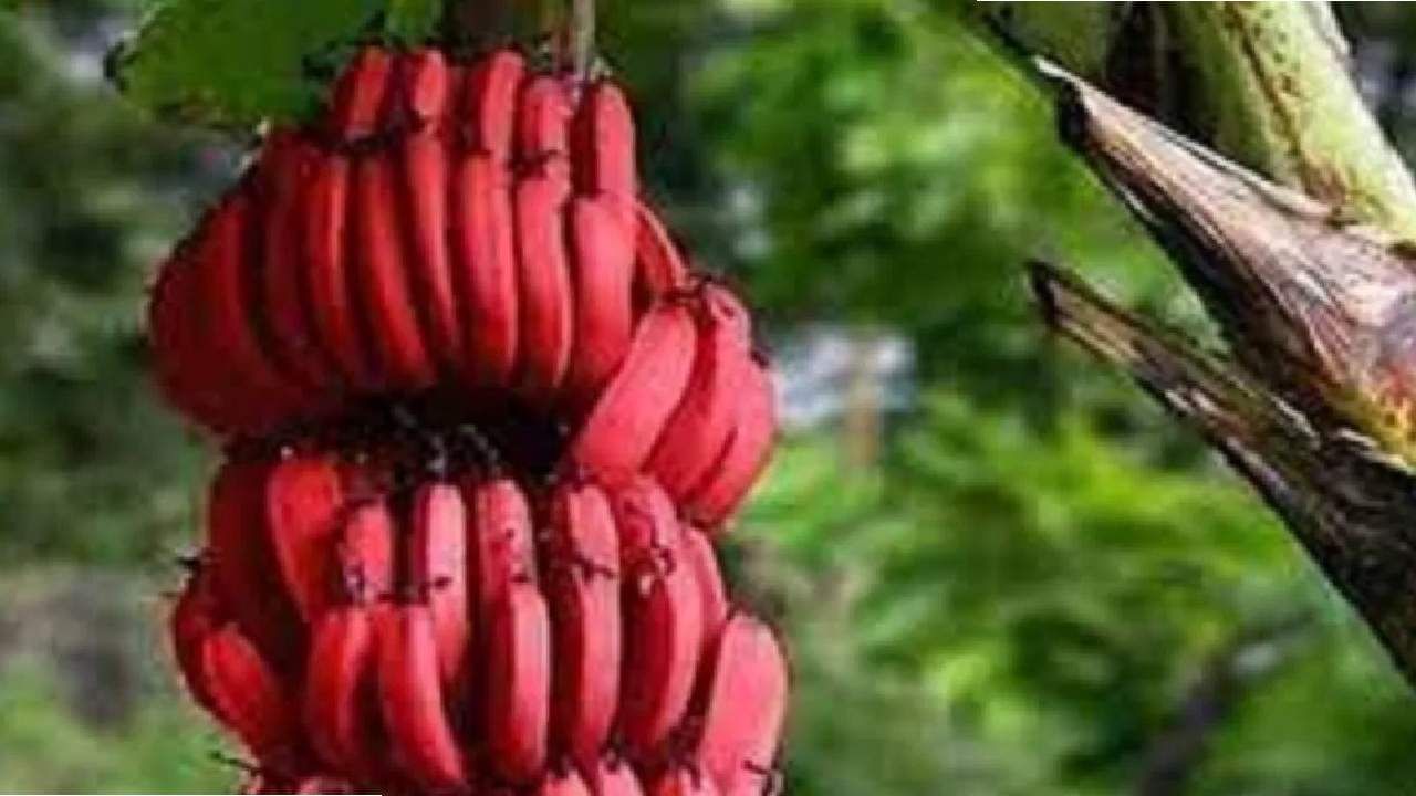 अभियंत्याने सुरू केली लाल केळींची शेती, पाहता-पाहता बदलले भविष्य, प्रेरणादायी कहाणी अभियंत्याने सुरू केली लाल केळींची शेती, पाहता-पाहता बदलले भविष्य, प्रेरणादायी कहाणी