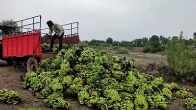 केळी उत्पादकांवर अस्मानी संकट; बैलगाड्या भरून केळी जनावरांना पुढे फेकली...