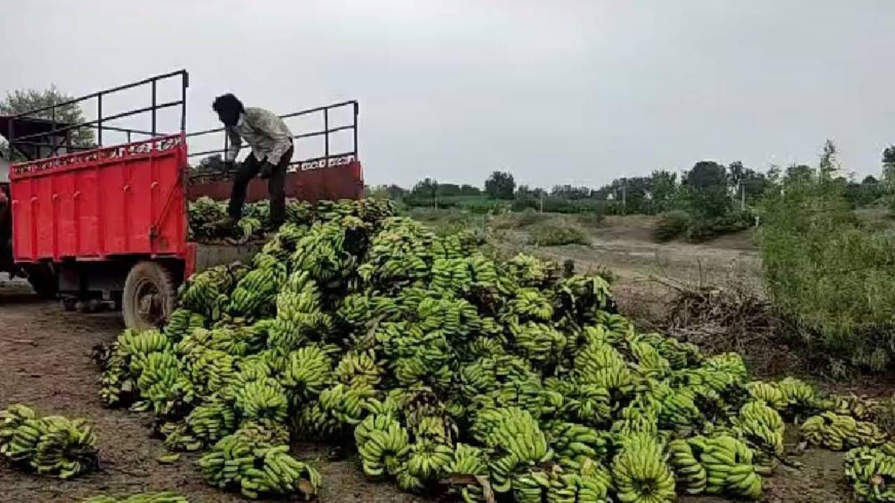केळी उत्पादकांवर अस्मानी संकट; बैलगाड्या भरून केळी जनावरांना पुढे फेकली...