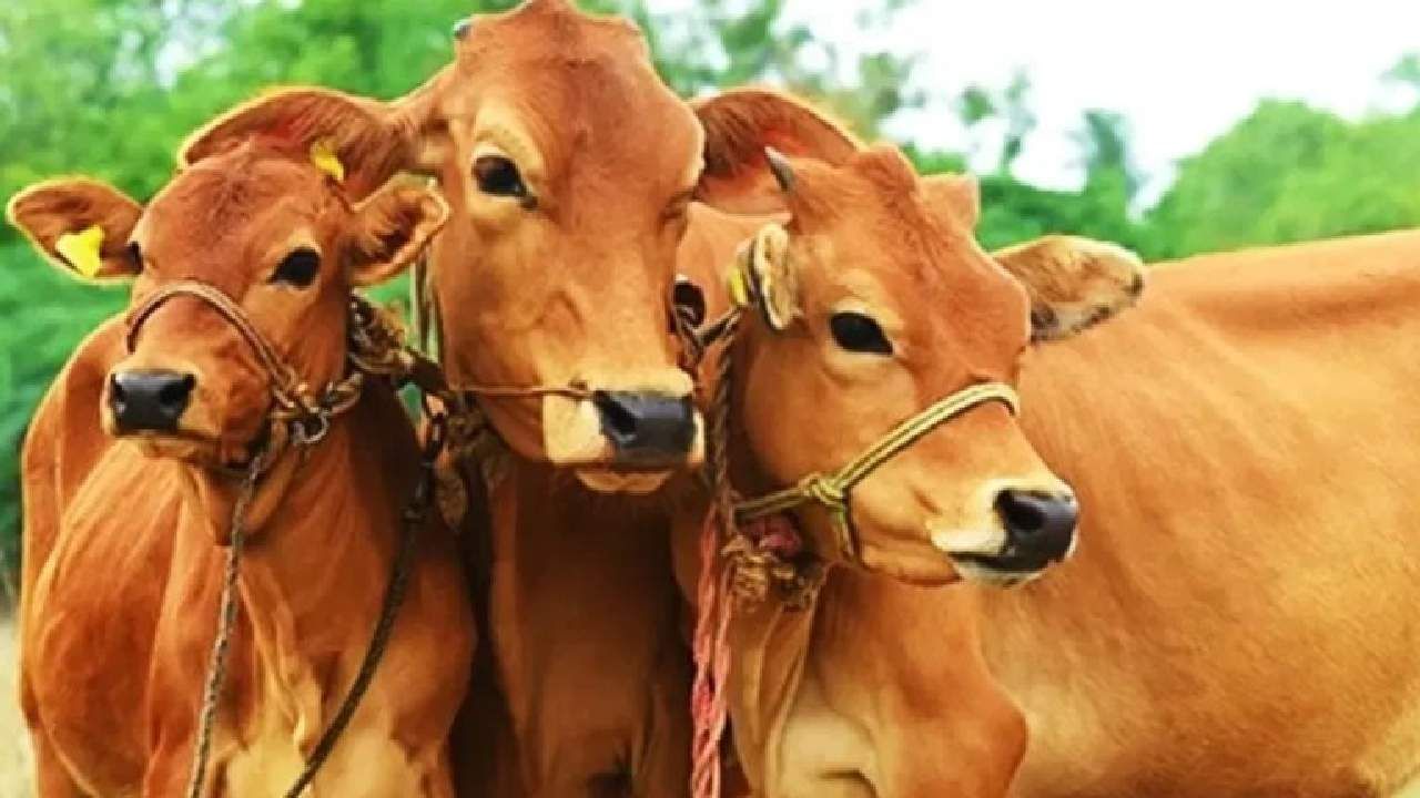 देशी गाय खरेदी करा, ४० हजारांचे अनुदान घ्या; या राज्याने सुरू केली नंद बाबा मीशन योजना देशी गाय खरेदी करा, ४० हजारांचे अनुदान घ्या; या राज्याने सुरू केली नंद बाबा मीशन योजना