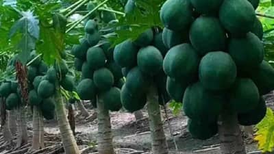 पपईची शेती बदलवू शकते भविष्य, एका हेक्टरमध्ये होईल इतक्या लाखांचे उत्पन्न