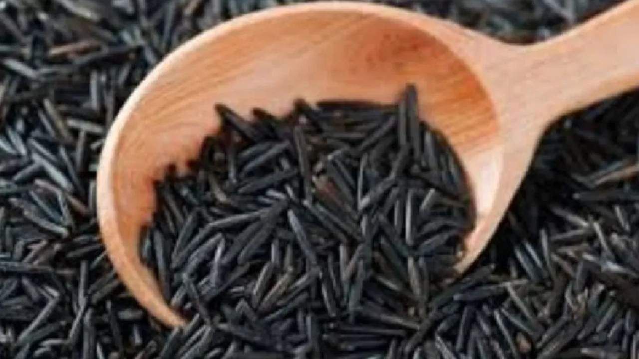 Black Rice Farming: 500 रुपये किलो विकतो हा तांदुळ, शेती कराल तर व्हालं लखपती