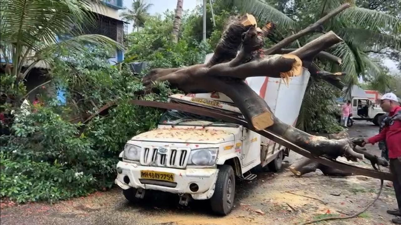  वसईत पिकअप जीपवर गुलमोहरचे मोठे  झाड उन्मळून पडले आहे.