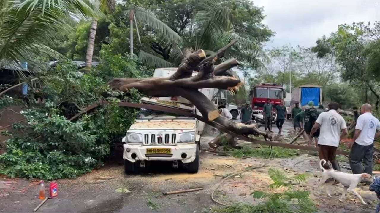 वसई विरार नालासोपारा परिसरात पाऊसाची संततधार सुरू आहे. सोसाट्याच्या वाऱ्यासह सुरु असलेल्या पावसामुळे झाडे पडत आहेत. 