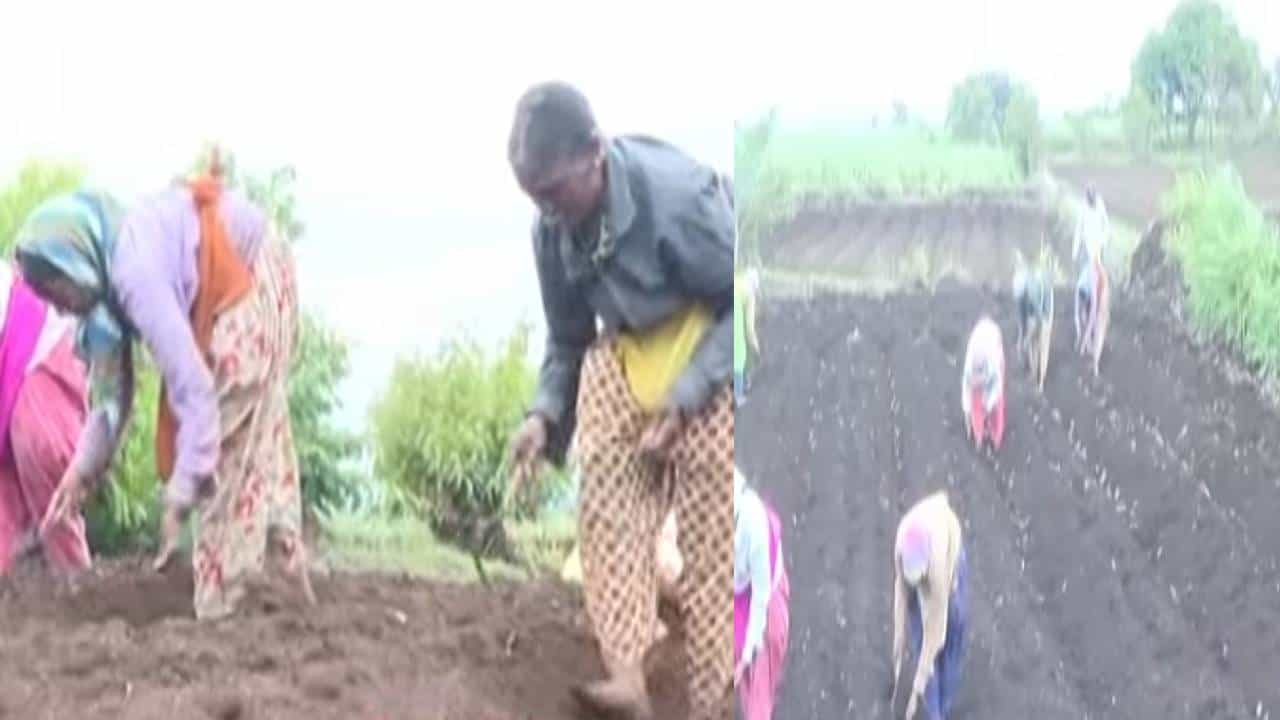 शेत तर हिरवं होणारचं आता मनही प्रफुल्लीत झालं आहे; पावसाच्या सरी कोसळल्याने ग्रामीण भागात पेरणीची धांदल शेत तर हिरवं होणारचं आता मनही प्रफुल्लीत झालं आहे; पावसाच्या सरी कोसळल्याने ग्रामीण भागात पेरणीची धांदल