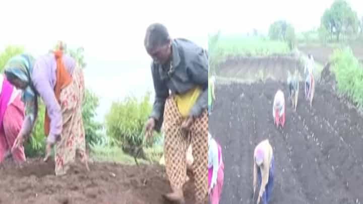 शेत तर हिरवं होणारचं आता मनही प्रफुल्लीत झालं आहे; पावसाच्या सरी कोसळल्याने ग्रामीण भागात पेरणीची धांदल शेत तर हिरवं होणारचं आता मनही प्रफुल्लीत झालं आहे; पावसाच्या सरी कोसळल्याने ग्रामीण भागात पेरणीची धांदल