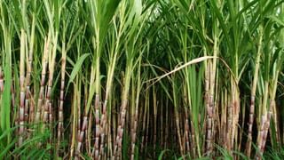 ‘FRP’बाबत मोदी सरकारचा महत्वपूर्ण निर्णय; लाखो ऊस उत्पादक शेतकऱ्यांना मिळणार लाभ…