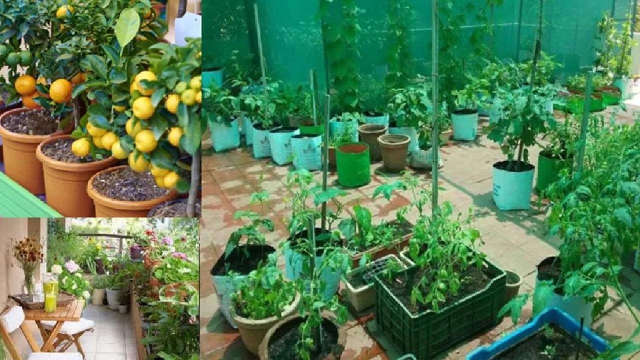 Terrace Gardening : आता छतावर करा आंबा, पेरू आणि लिंबूची शेती; मिळेल भरगोस उत्पादन