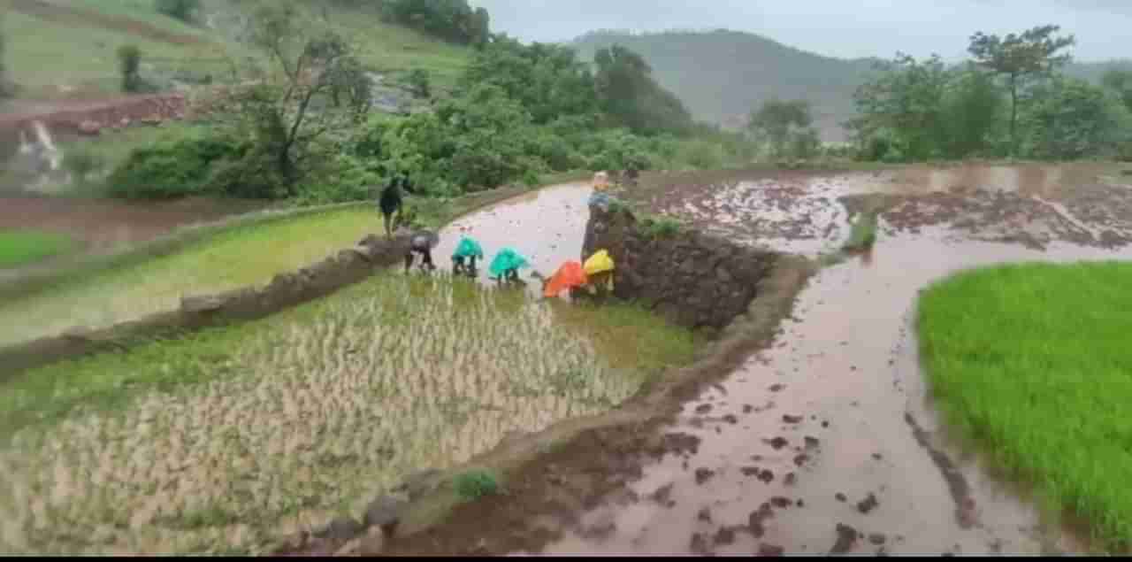 Rain : कोणत्या जिल्ह्यांना ऑरेंज अलर्ट?, पुणे, मुंबईत कसा असणार पाऊस