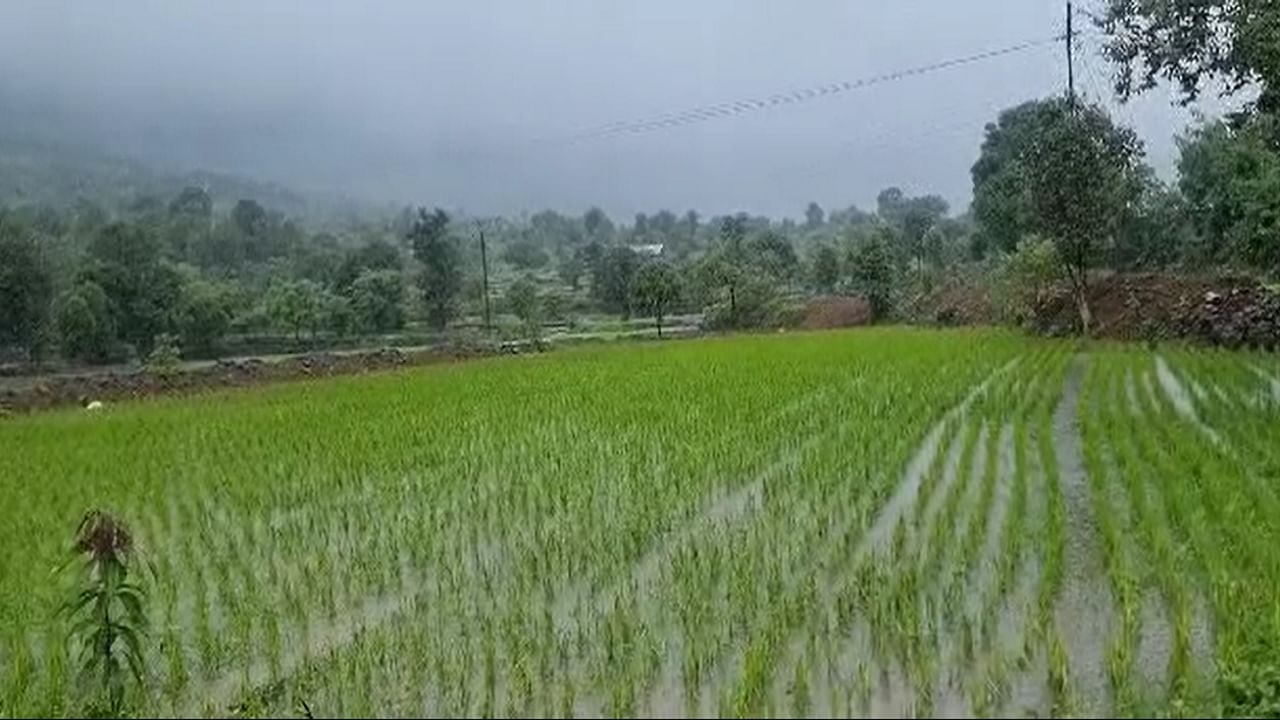 उत्पादनात वाढ होत असल्यामुळे शेतकऱ्यांची एस आर टी पद्धतीच्या भात लागवडीला पसंती