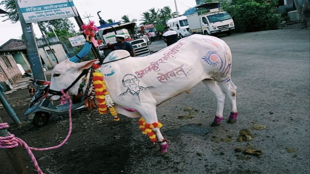 वाळवा तालुक्यातील आनंदराव गावडे यांनी काल बेंदुर सणाच्या निमित्ताने त्याच्या कॅप्टन आणि पल्सर या बैलांच्या अंगावर आम्ही साहेबाच्या सोबत अशी कलाकृती केली आहे. 