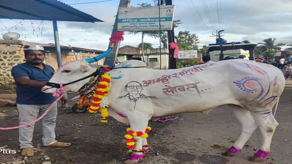 बेंदूर सणाचे औचित्य साधून बैलाच्या अंगावर अनोखी कलाकृती केली आहे. राष्ट्रवादी पक्षात फूट पडली आहे, त्यामुळे महाराष्ट्रमध्ये राजकीय वर्तुळात खळबळ माजली आहे.