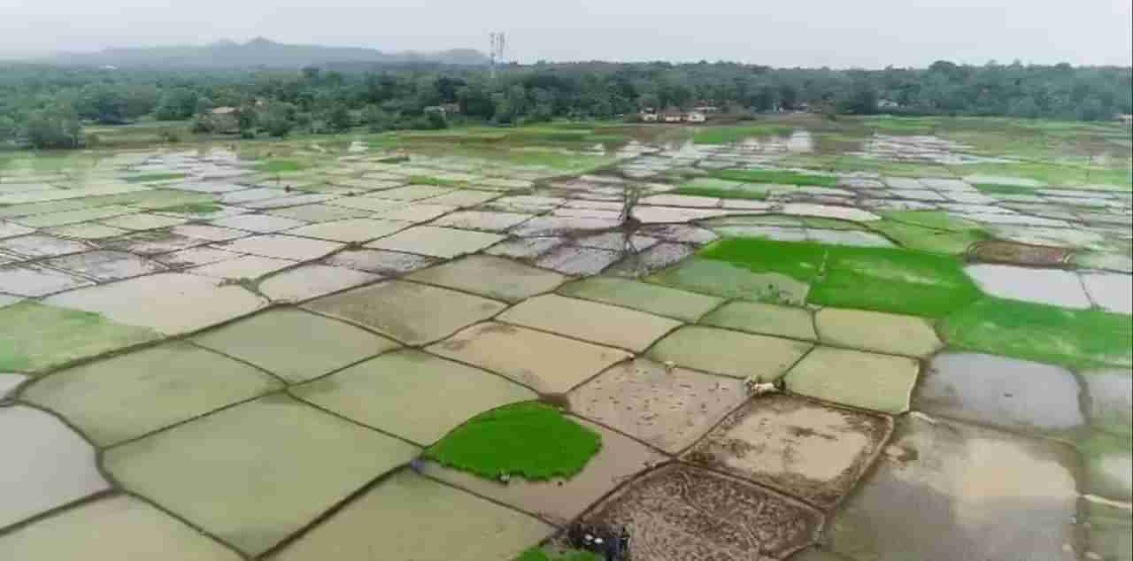 IMD Weather Updates : अनेक ठिकाणी मुसळधार पावसाचा अलर्ट, पुणे, मुंबईत काय असणार परिस्थिती