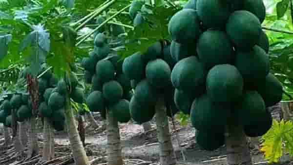Papaya Farming : पपईच्या शेतीने बदललं भविष्य, दोन एकरातून १० लाख उत्पन्न