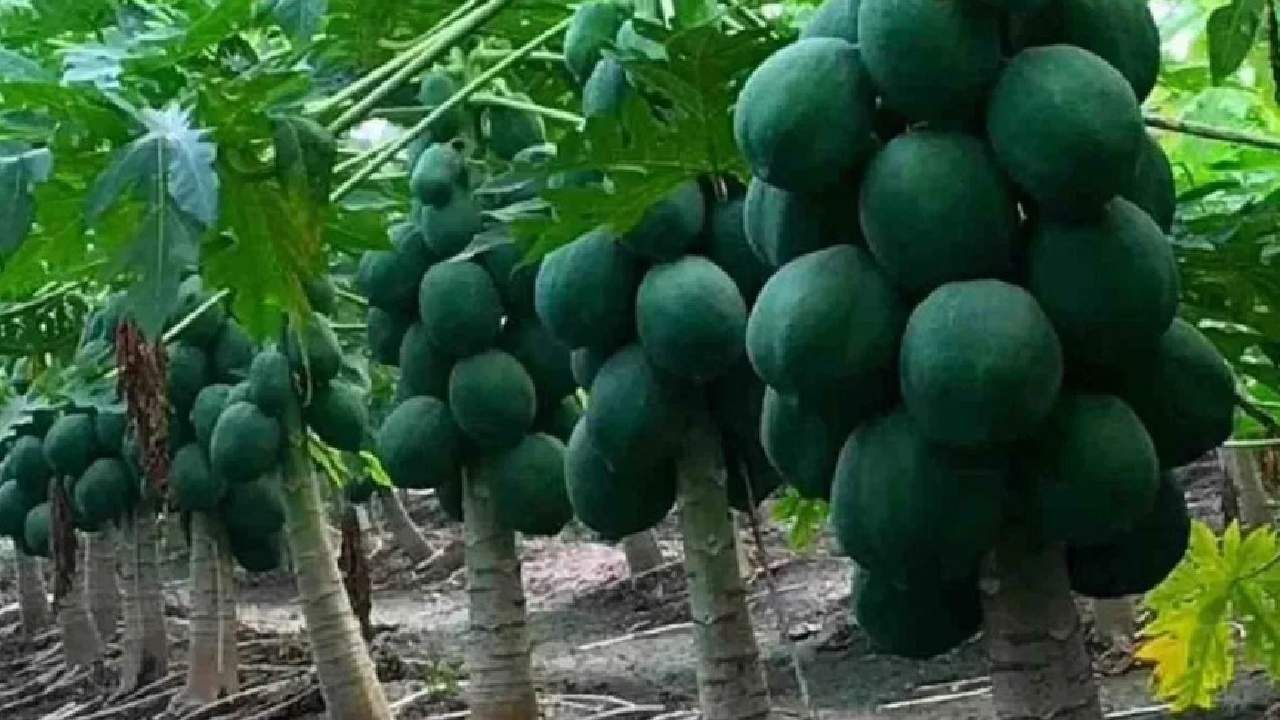 Papaya Farming : पपईच्या शेतीने बदललं भविष्य, दोन एकरातून १० लाख उत्पन्न