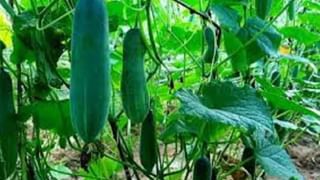 Papaya Farming : पपईच्या शेतीने बदललं भविष्य, दोन एकरातून १० लाख उत्पन्न