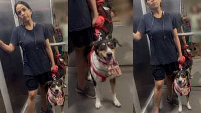 गरोदर महिला बघून सुद्धा तिला दया आली नाही, कुत्र्यासाठी भांडली!