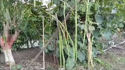 बांधावर केली लागवड, सेंद्रिय पद्धत असल्यामुळे बाजारात मागणी वाढली, ग्राहक म्हणतात...