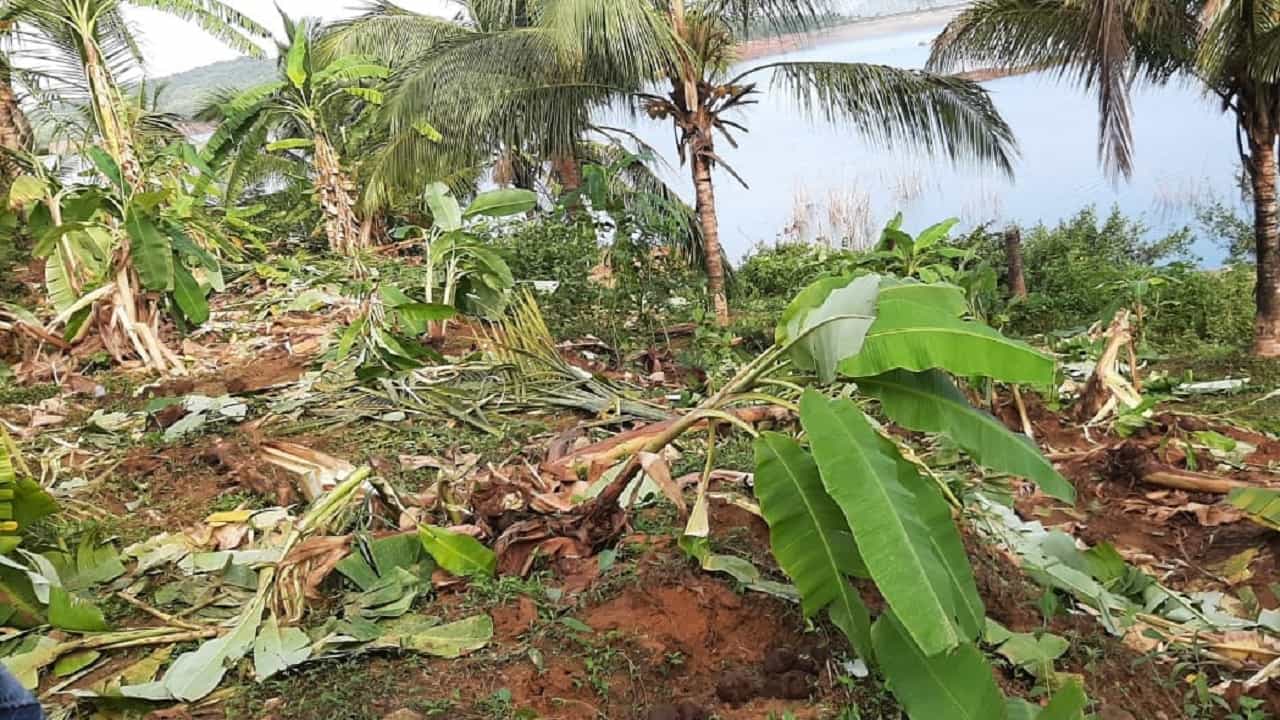 सिंधुदुर्ग जिल्ह्यातील दोडामार्ग तालुक्यातील तिलारी खोऱ्यात हत्तींनी रात्री मोर्ले गावात धूडगूस घातला आहे.