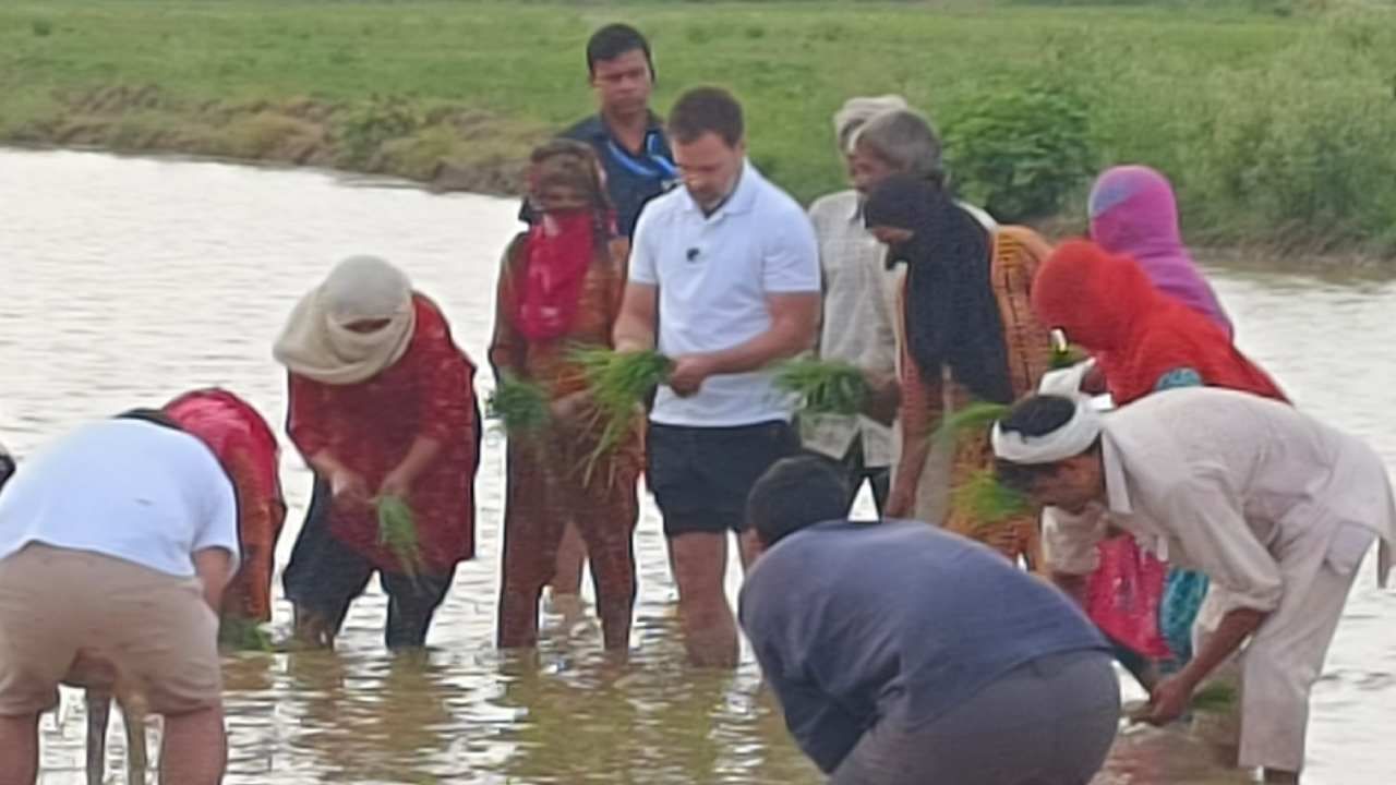 सगळ्यांना एकजूट करायचं आहे, सगळ्यांना सोबत घेऊन चालायचं आहे, असं म्हणत काँग्रेसकडून राहुल गांधी यांचे फोटो शेअर करण्यात आले आहेत. 