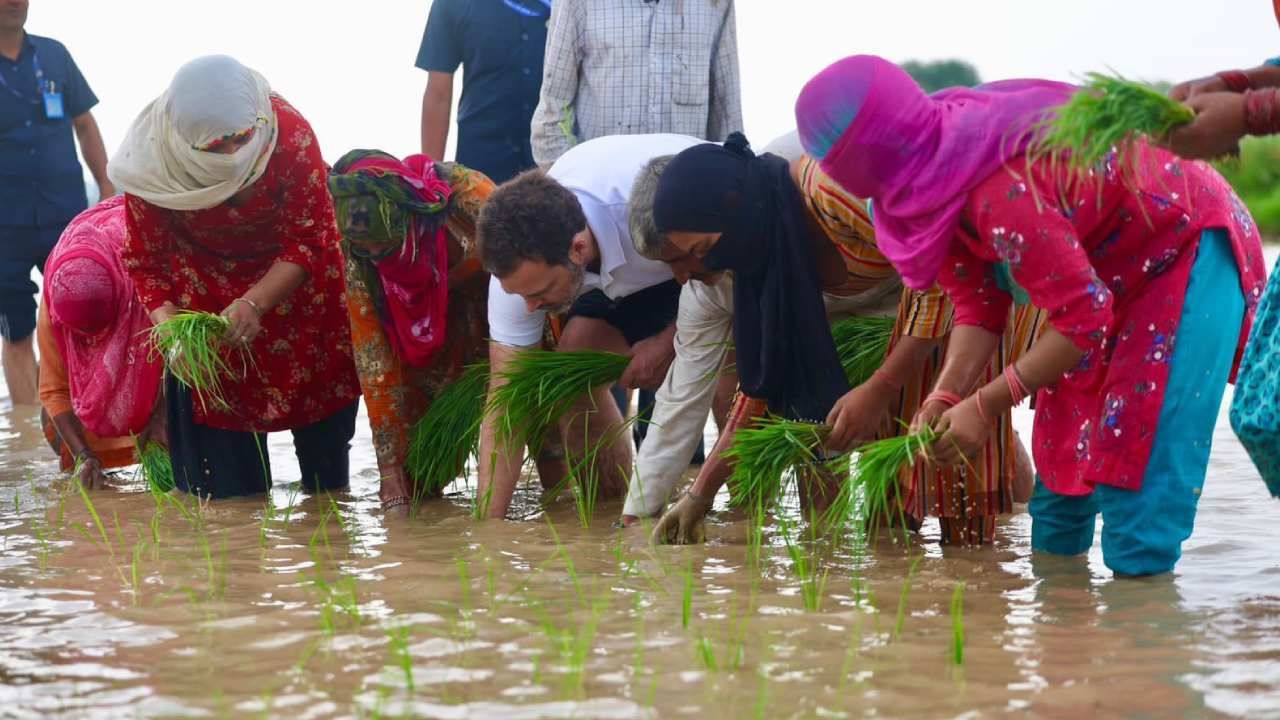  राहुल गांधी हे शेतकऱ्यांसोबत भाताची लावणी करताना दिसले. 