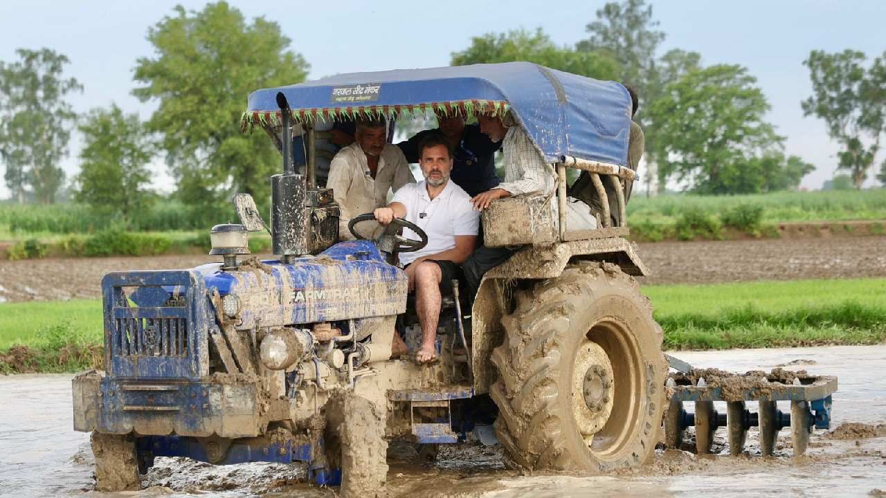 राहुल गांधी हे ट्रॅक्टरही चालवताना यावेळी दिसले. जननायक म्हणत काँग्रेसकडून राहुल गांधी यांचा फोटो शेअर करण्यात आला आहे.  