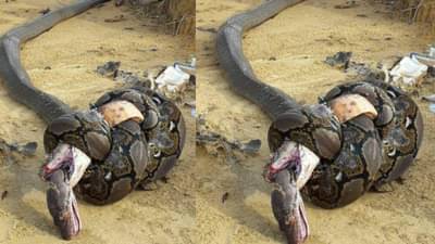 अजगर आणि किंग कोब्रा एकमेकात भिडले, बघा कोण जिंकलं!