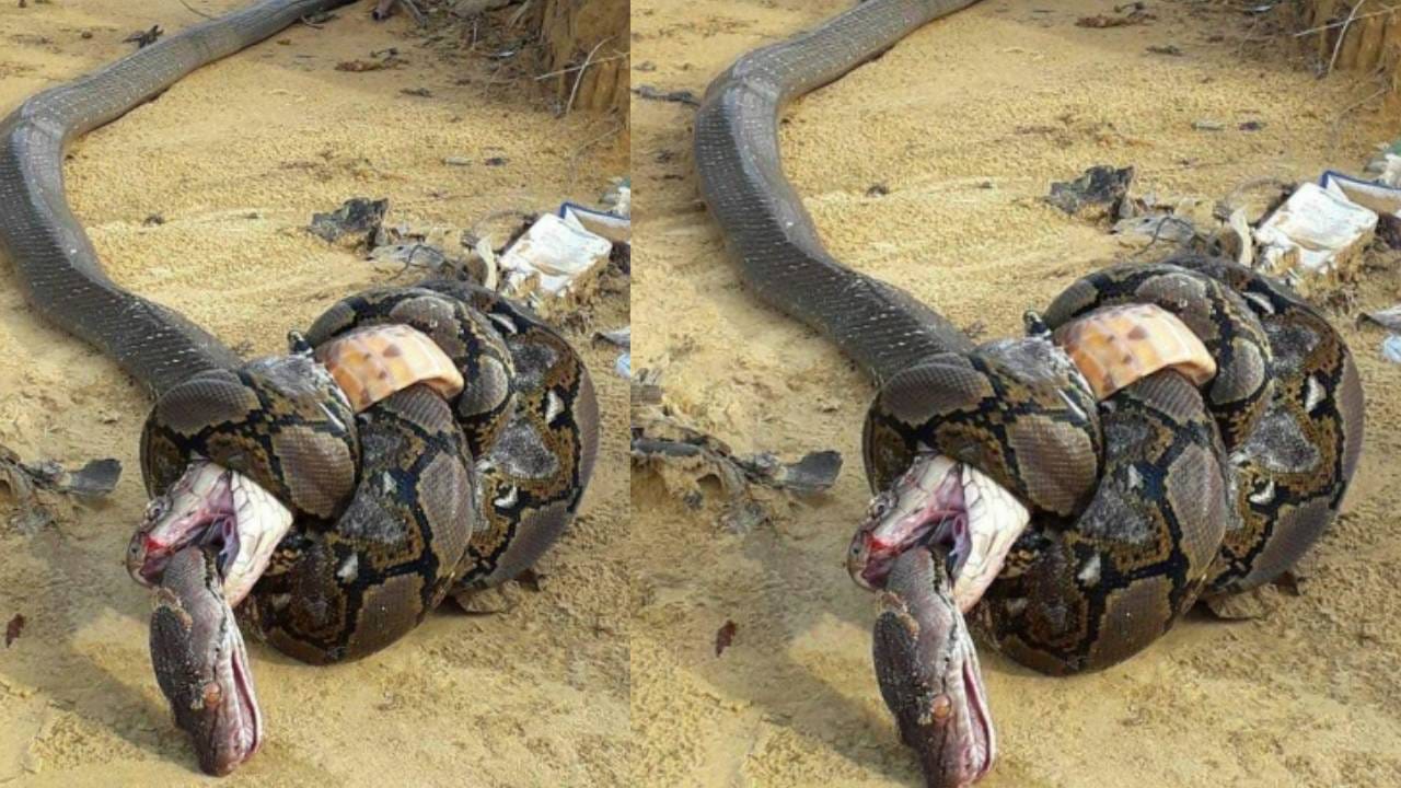अजगर आणि किंग कोब्रा एकमेकात भिडले, बघा कोण जिंकलं!