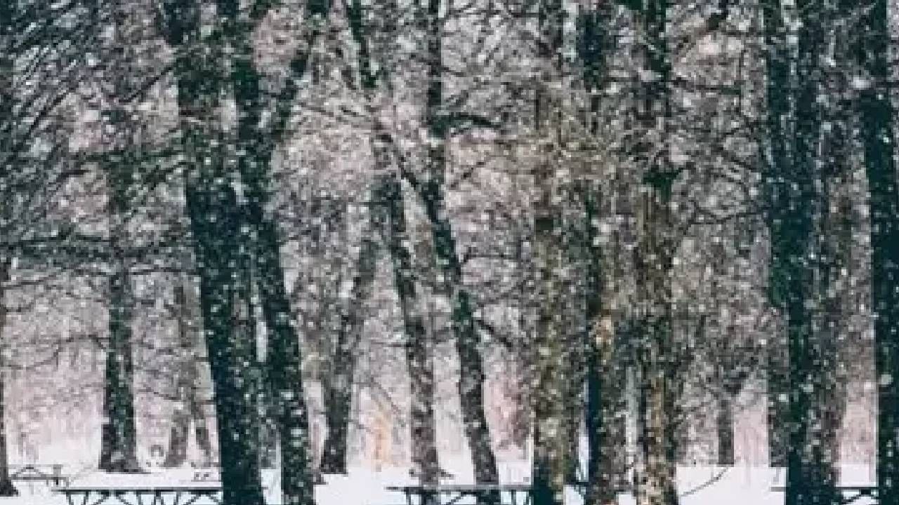 Optical Illusion | नीट पहा...या चित्रात तुम्हाला कुत्रा दिसतोय का? Optical Illusion | नीट पहा...या चित्रात तुम्हाला कुत्रा दिसतोय का?