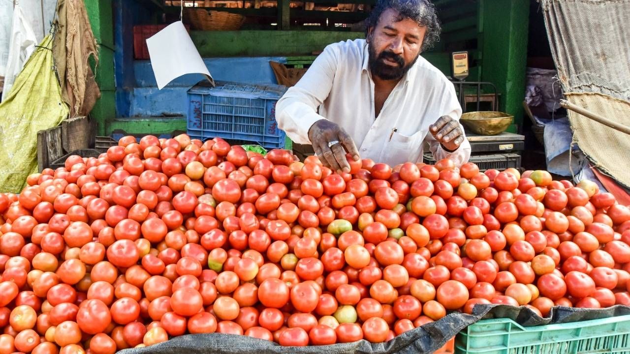 Tomato Rate : शेतकऱ्याची कमाल, टोमॅटो विक्रीतून एकाच दिवसात कमावले 38 लाख