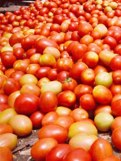 काय म्हणताय, शेतकऱ्याच्या टोमॅटोची झाली चोरी, पुणे पोलिसात प्रथमच टोमॅटो चोरीची तक्रार