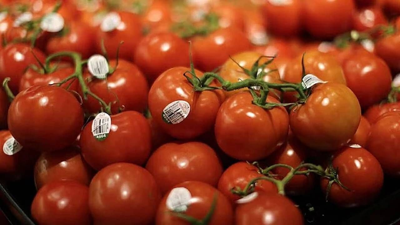 Tomato Price : संधीचं सोनं! या देशाकडून स्वस्तात टोमॅटोची खरेदी, भारतात मोठी कमाई