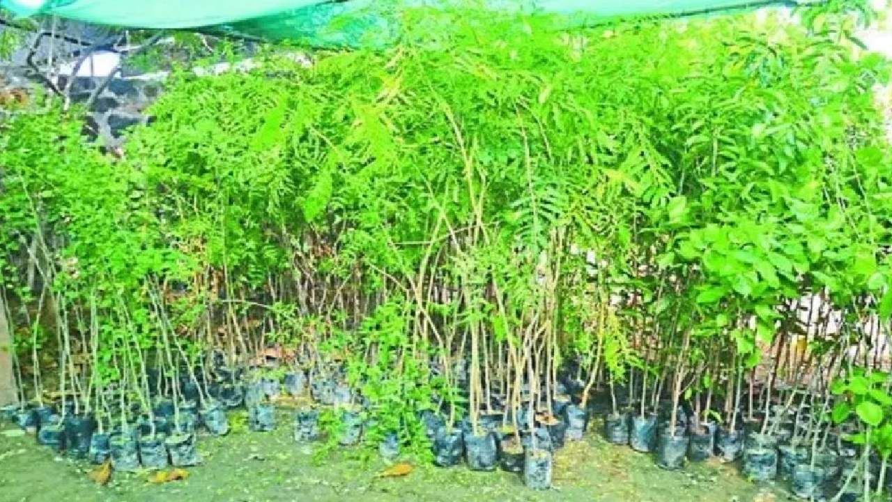 Success Story : शिक्षकाची नोकरी सोडली, दोन्ही भावांनी सुरू केला नर्सरीचा व्यवसाय, असे वाढले उत्पन्न Success Story : शिक्षकाची नोकरी सोडली, दोन्ही भावांनी सुरू केला नर्सरीचा व्यवसाय, असे वाढले उत्पन्न