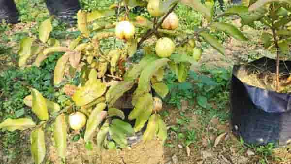 शेतकऱ्यांसाठी खुशखबर, या राज्यात फळ आणि मसाल्याच्या बागा लावण्यासाठी अनुदान मिळणार
