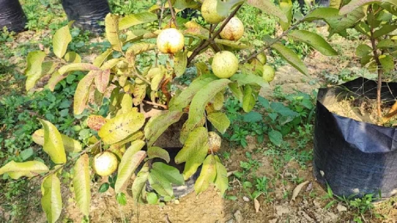 शेतकऱ्यांसाठी खुशखबर, या राज्यात फळ आणि मसाल्याच्या बागा लावण्यासाठी अनुदान मिळणार