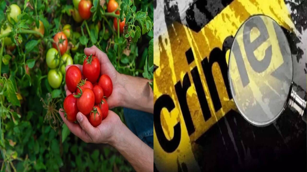 Tomato Farmer Murder : फक्त 30 लाखाला टोमॅटो विकल्याचं निमित्त झालं, गुंडांनी रस्त्यातच गाठून शेतकऱ्याचा जीवच घेतला