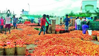 Tomato Price hike | मुंबईत पावकिलो टोमॅटो 40 रुपये, पण एका भागात 63 रुपयात मिळतायत 5 किलो टोमॅटो