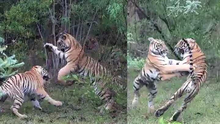 दोन वाघ एकमेकांना भिडले, मस्ती की लढाई? पहा थरारक व्हिडिओ दोन वाघ एकमेकांना भिडले, मस्ती की लढाई? पहा थरारक व्हिडिओ