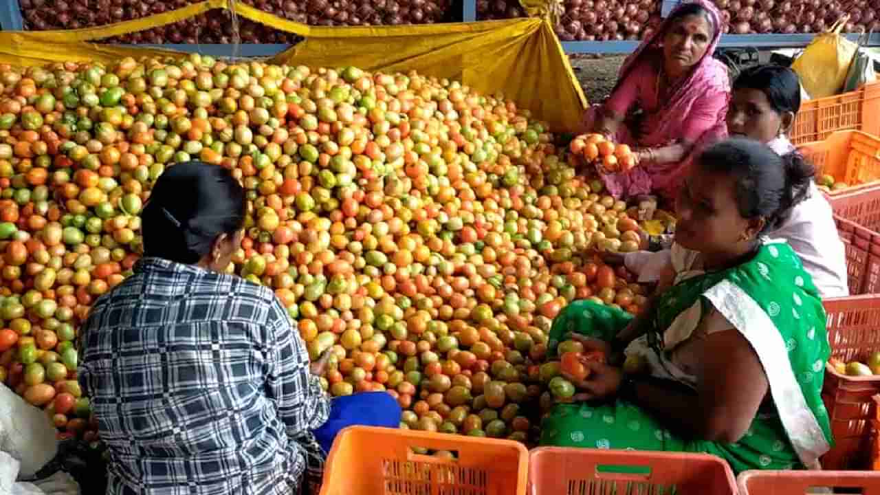 Tomato Price : महिन्याभरातच टोमॅटोने केले करोडपती, या शेतकऱ्याला लागली लॉटरी!