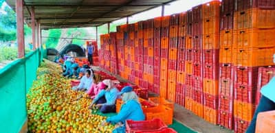 Pune News : टोमॅटो विक्रीतून शेतकरी झाला करोडपती, यंदा किती केली होती लागवड